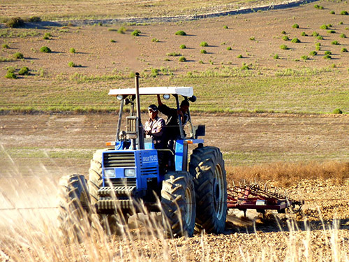 Farmworker behind the wheel of a tractor ploughing a field