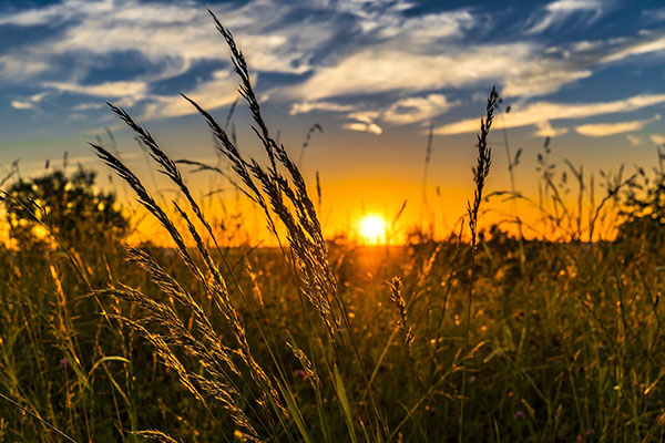 A field of wheat with the sun setting in the background