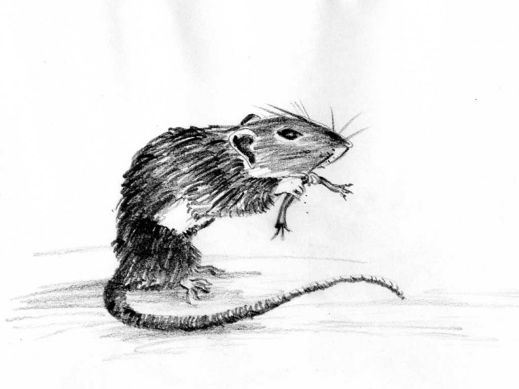 Drawing of a rate chewing on a wire.